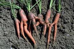 Carrots - image 1