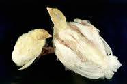 Exploring Poor Growth Perf in Broilers - Image 2