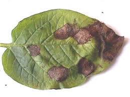 Potato Early Blight - image 2