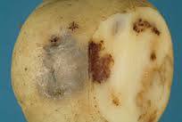 Potato Early Blight - image 4