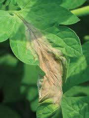 Potato Early Blight - image 6