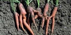 Carrots - image 1