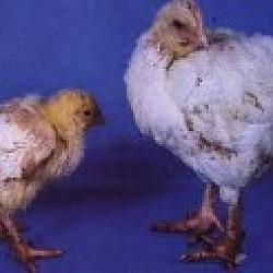 Exploring Poor Growth Perf in Broilers - Image 1